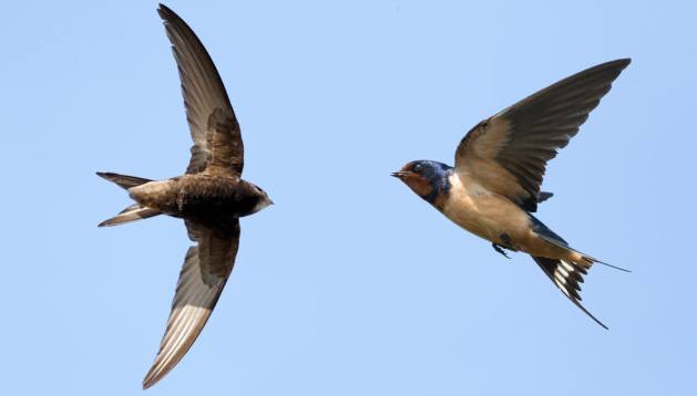 可连续10个月不间断飞行的鸟类,速度与耐力的双冠军:雨燕