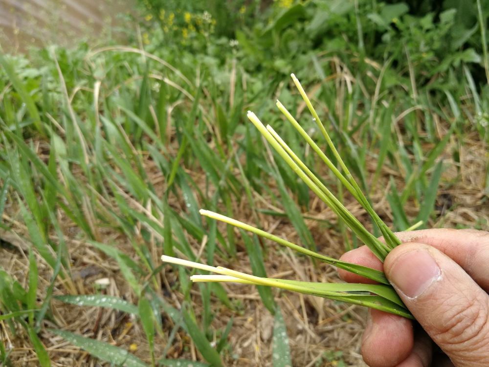 茅根草,白茅根,野味,白茅花