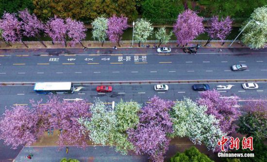 福州羊蹄甲花盛开 马路变身"花道"