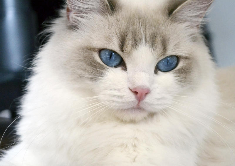 个人非常喜欢的布偶猫宠物猫