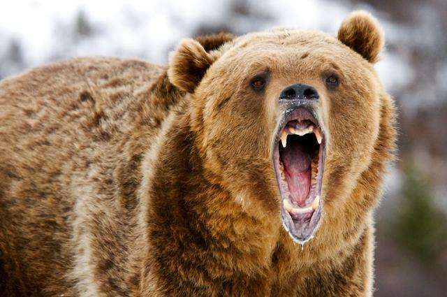 最重的科迪亚克棕熊可达800千克,直立时高可达3米