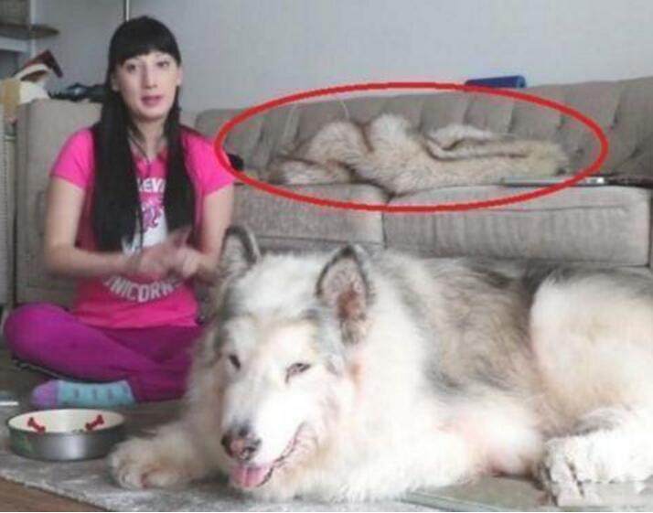 女子晒出爱犬 沙发上惊悚的一幕让令人害怕 背后难道是产业链 看点快报