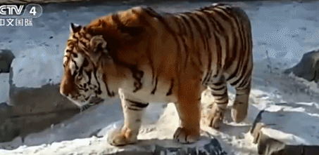搞笑gif:老师请问贵班还收学生吗?