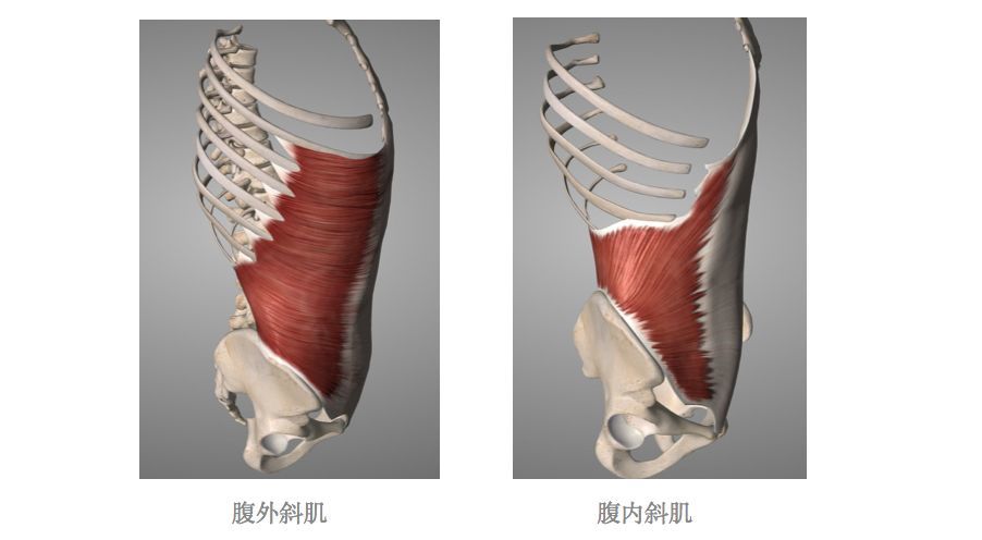 胸腰筋膜,髂嵴和腹股沟韧带外侧,以腱膜参与腹直肌鞘后层,止于白线