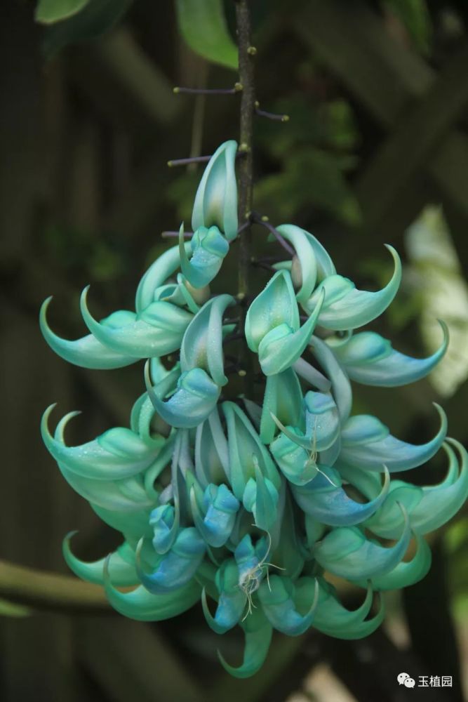 世界上最罕见的蓝绿色花,宛如翡翠雕琢的振翅小鸟