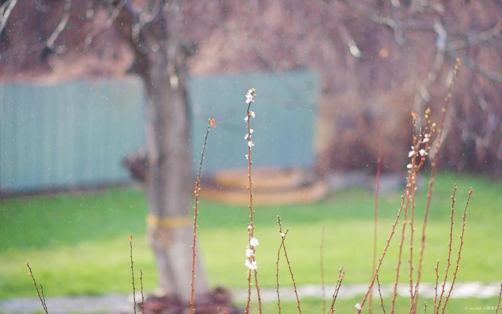 郁香简谱_儿歌简谱(2)