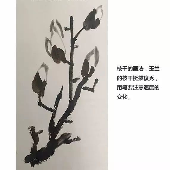 国画玉兰花的画法 主讲老师:徐湛 少儿国画入门教程:玉兰 ~谢谢观看