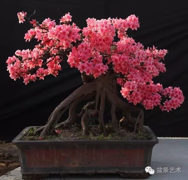 映山红盆景技术简要