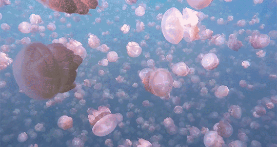 水母,水母湖,梦境,岩岛,帕劳