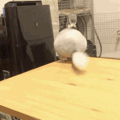 龙猫参加什么比赛能够c位出道?