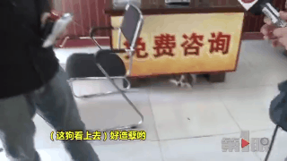 京巴狗咬伤男子 狗主人身份成谜