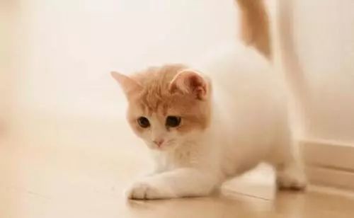养猫人的必修课 猫咪一定要打疫苗吗 看点快报