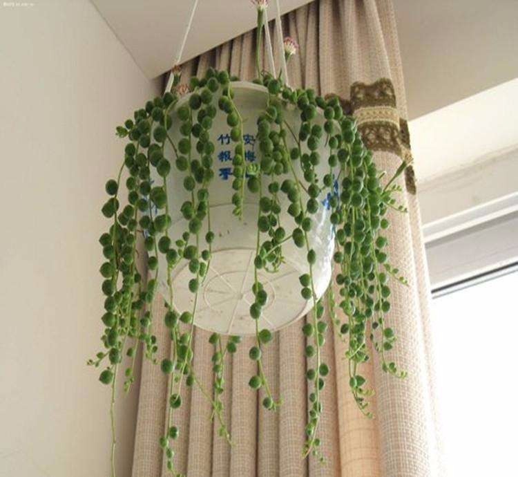 佛珠这么容易爆盆,你养的又干又瘪咋回事?