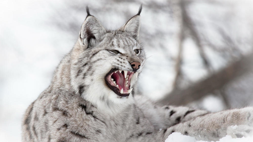 动物写真图:加拿大猞猁.好像一种动物