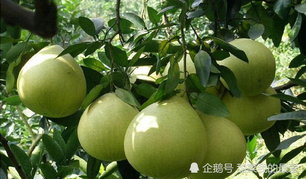 柚子如何实现高产栽培 柚子优质丰产栽培技术 看点快报