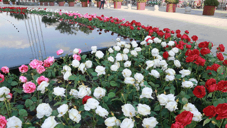 壁纸 花 桌面 450_253 gif 动态图 动图