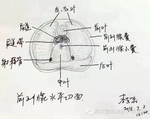 看美女院长手绘图解泌尿系统器官!