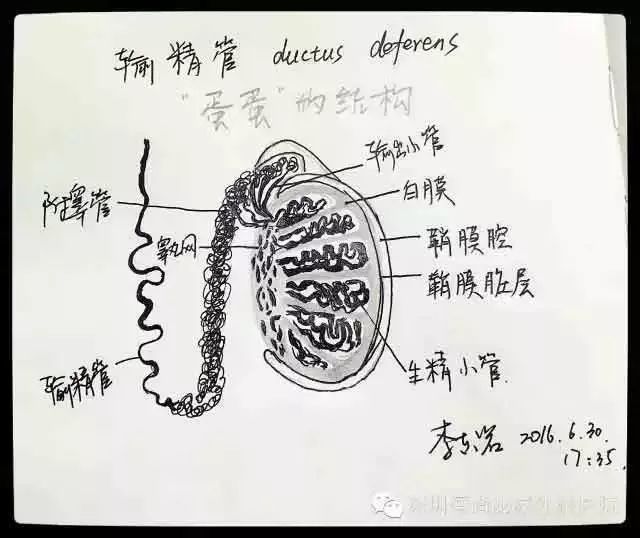 看美女院长手绘图解泌尿系统器官!