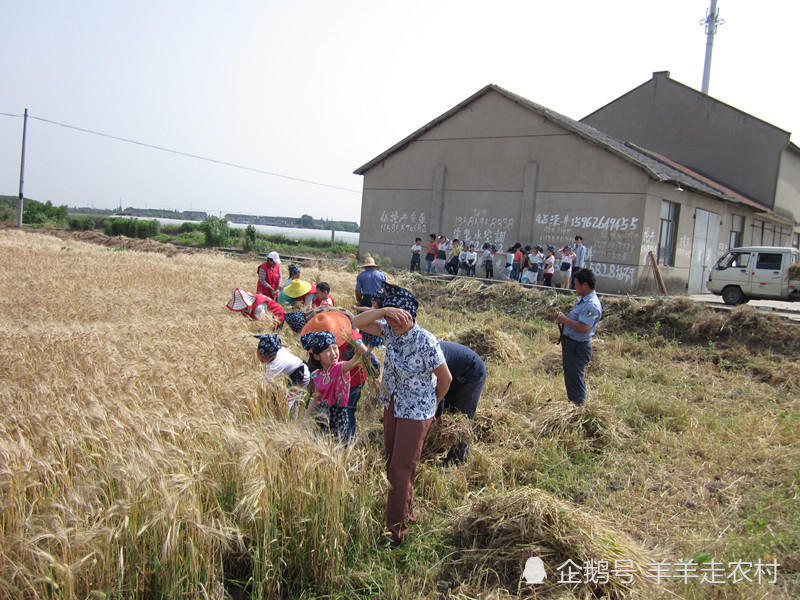 农村40年变迁,记忆中无法磨灭的劳动场面!你有见过吗?