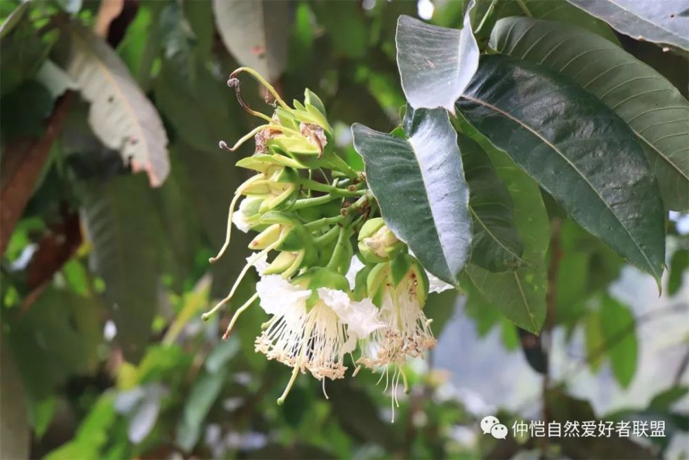 龙脑香科树木是热带雨林植被类型的指示植物