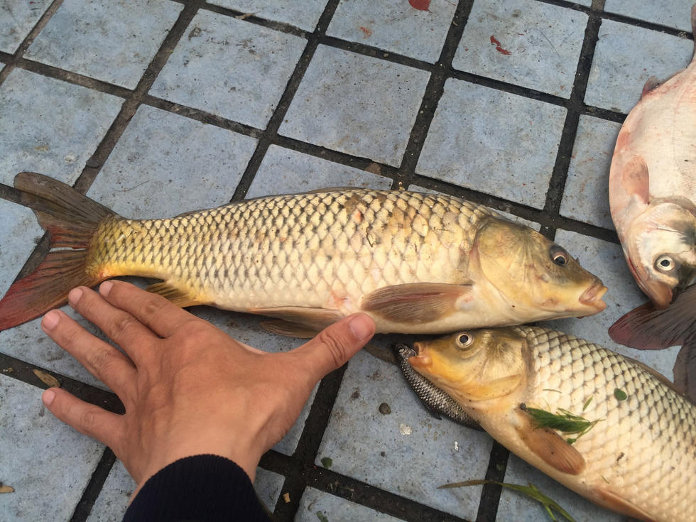 南京数万条鱼浮出水面 捕钓者蜂至