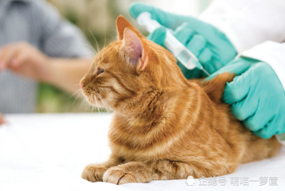 猫咪必须打疫苗吗 多久打一次 看点快报