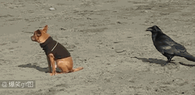 但,你可千万别以为乌鸦啥贵就薅啥, 社会我鸦哥, 谁的屁股毛都不嫌弃