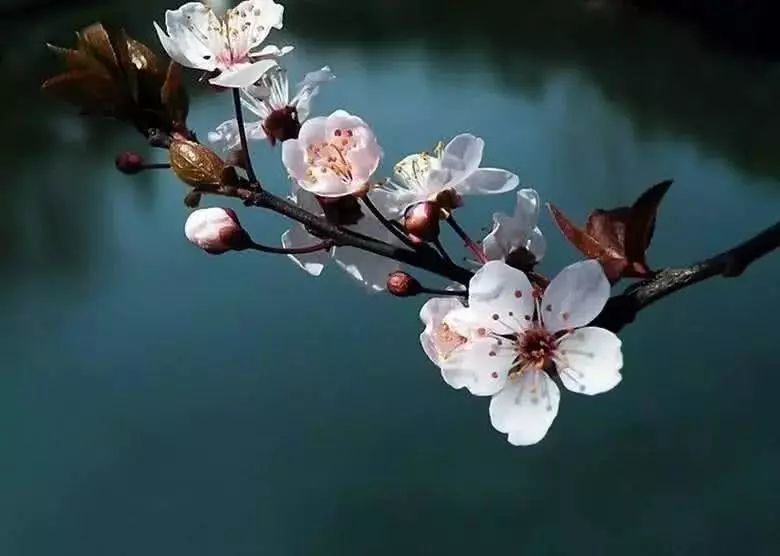 10首经典梨花的古诗词,你读过几首?