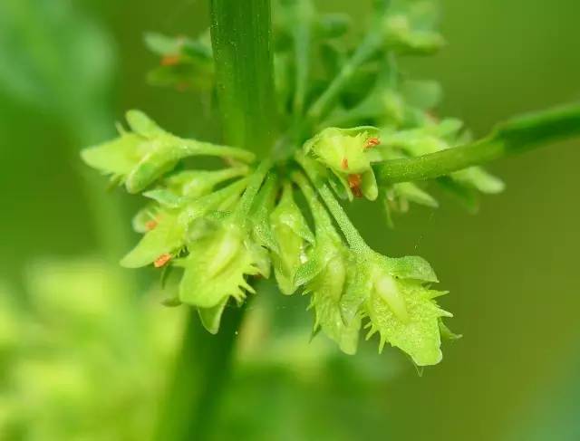 上海最实用的野花指南