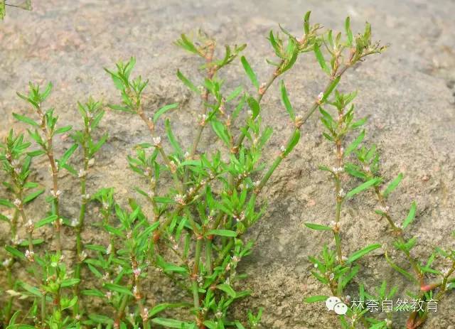上海最实用的野花指南