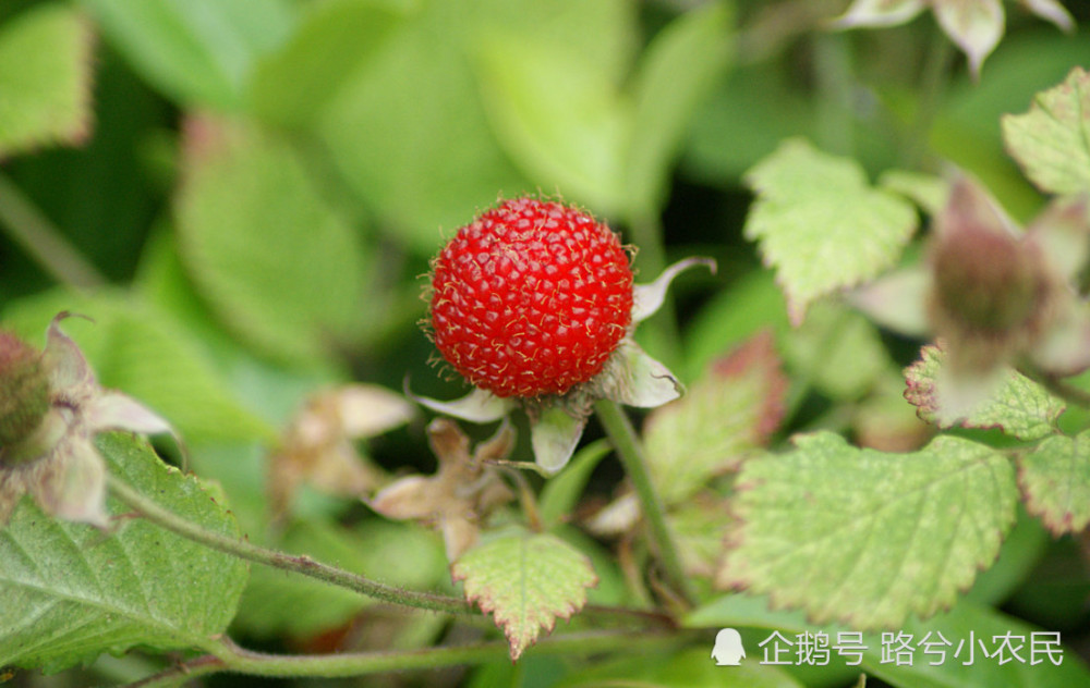 农村这4种长相非常相似的野果子,蓬蘽,茅莓,蛇莓,覆盆子,你都认识吗?