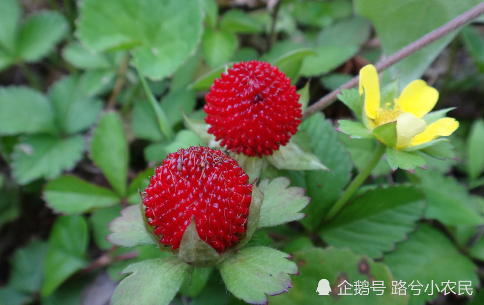 农村这4种长相非常相似的野果子,蓬蘽,茅莓,蛇莓,覆盆子,你都认识吗?