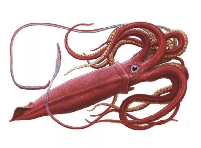 章鱼&大王乌贼,傻傻分不清楚