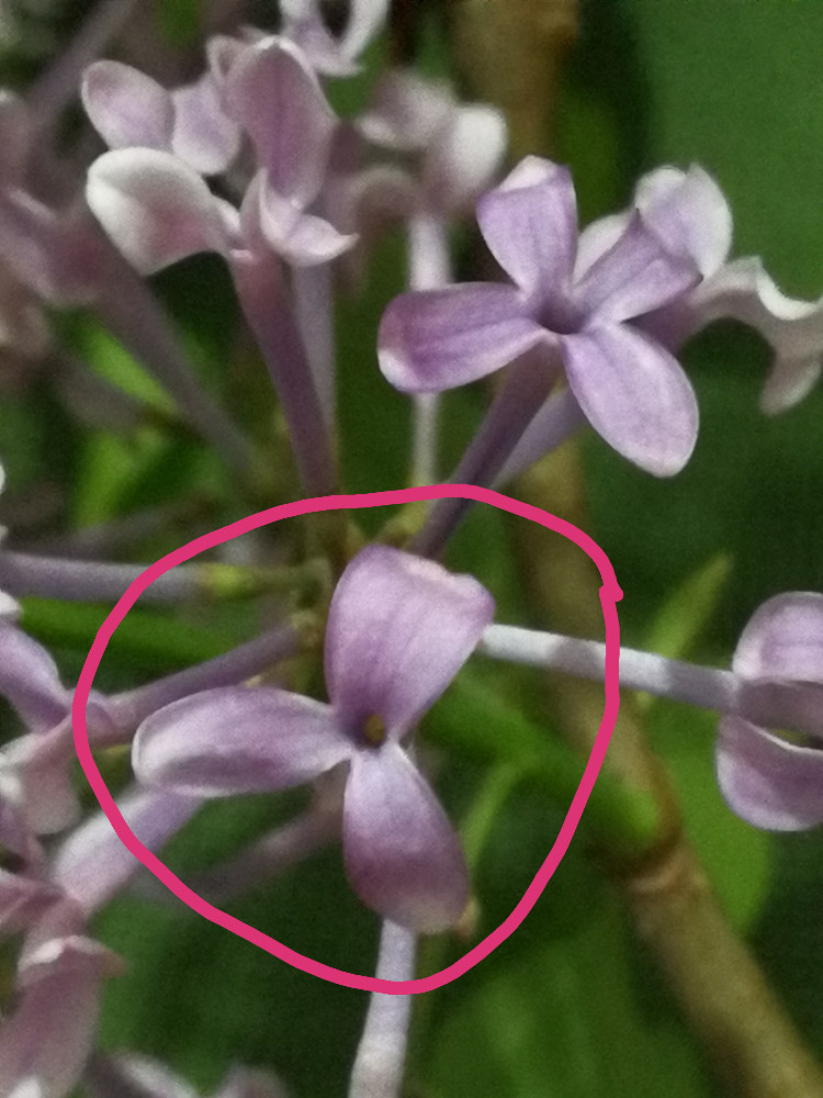 三片花瓣的丁香花