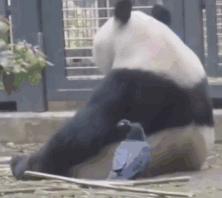 就是完全没有体谅到国宝的面子,毕竟他身为国宝还是要面子的.