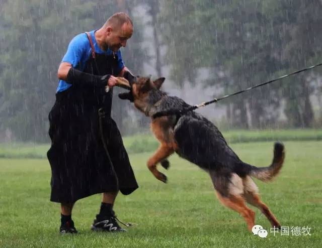 德国牧羊犬:德牧扑咬的培养!