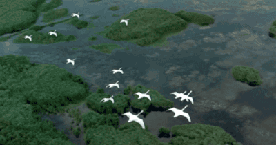 点击卡牌选择你要守护的候鸟 她,是全人类的珍宝 候鸟的迁徙是一种