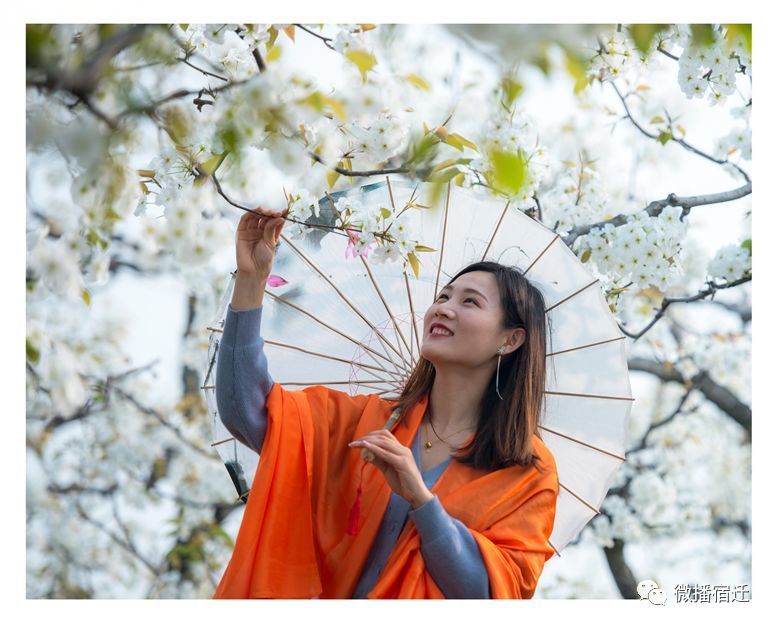 宿豫区梨园湾,万亩梨花等你来赏!