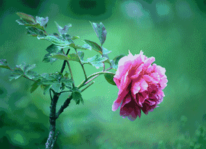 壁纸 花 桌面 300_217 gif 动态图 动图