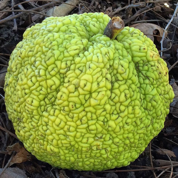 猴子果,来自野菠萝蜜树,味道独特,酸,甜,涩并带有柠檬味.