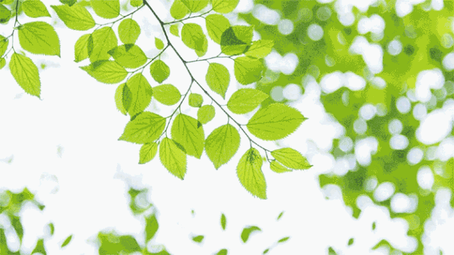 背景 壁纸 绿色 绿叶 树叶 植物 桌面 640_360 gif 动态图 动图