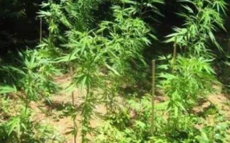 自由省男子贩运大量大麻被逮捕 看点快报
