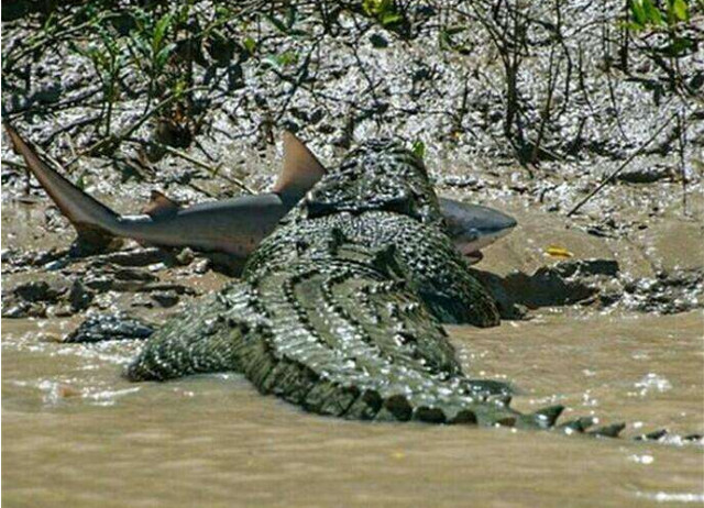 湾鳄猎杀鲨鱼的罕见照片 鳄鱼有那么厉害吗?