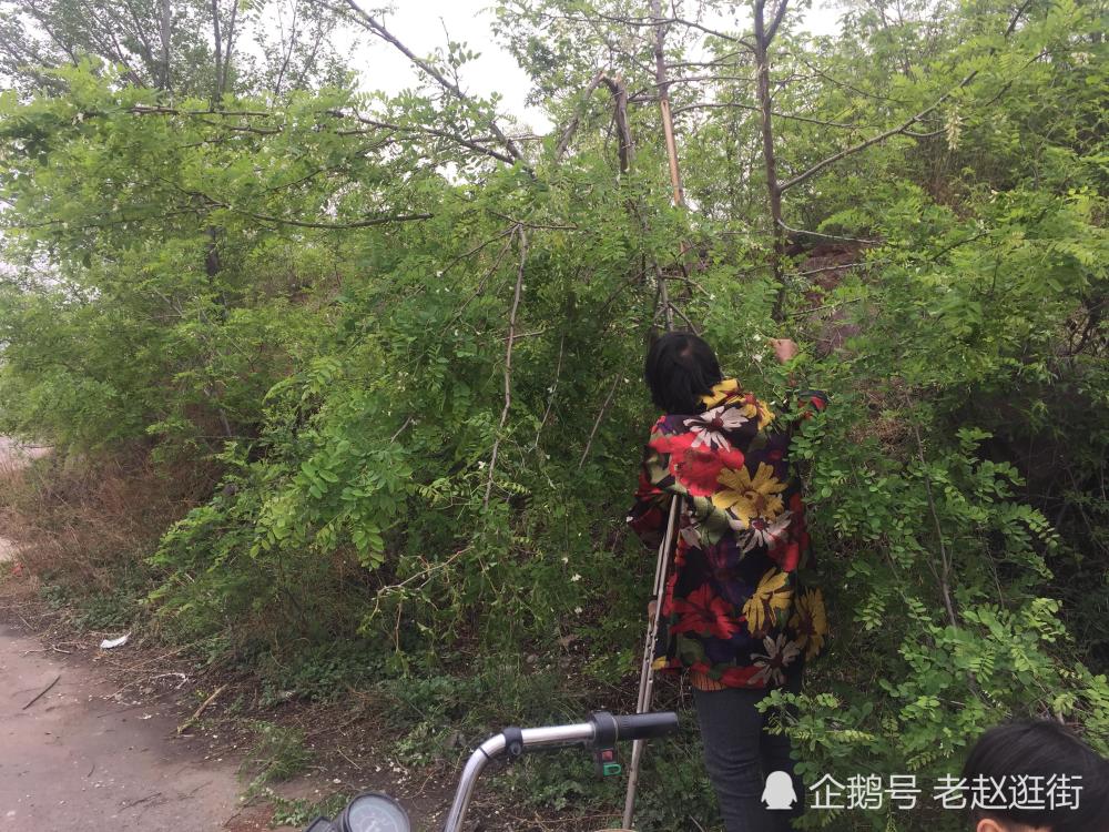 中年大妈拄拐杖采花让女儿尝新鲜 刚做完手术