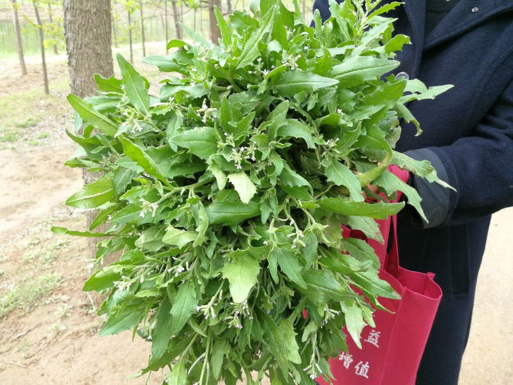 离子草,水萝卜棵,豆沫,野菜,鲁西南小吃