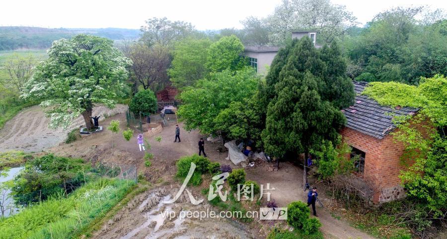 4月14日,庐江县冶父山镇田埠村的500岁古流苏树花开正艳,吸引周边