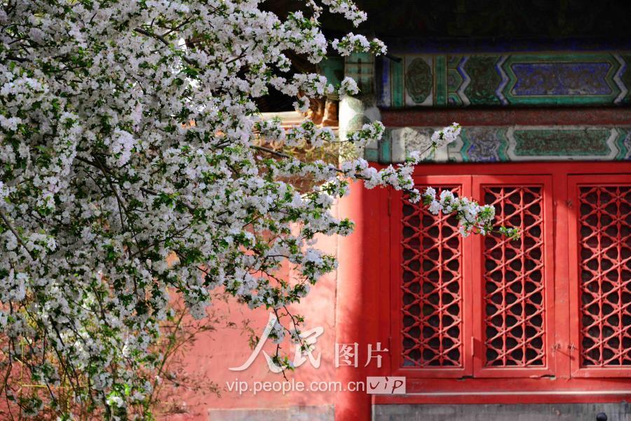 北京:春天故宫最美春花吸引游客目光