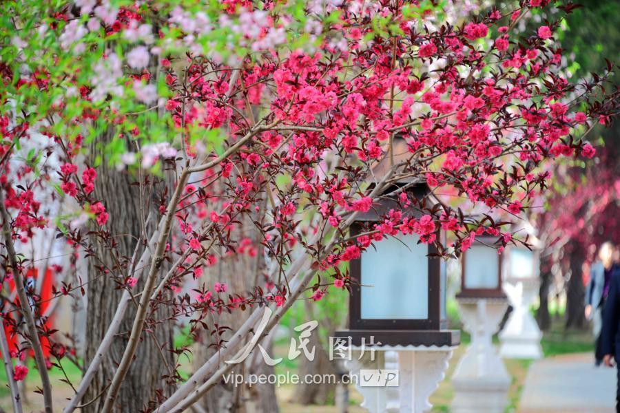北京:春天故宫最美春花吸引游客目光