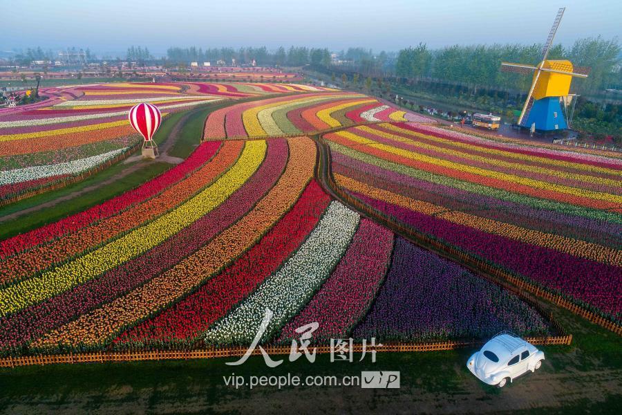 这是4月15日航拍的江苏盐城大丰区荷兰花海景区的郁金香花海.