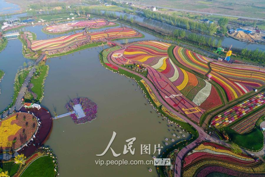 这是4月15日航拍的江苏盐城大丰区荷兰花海景区的郁金香花海.